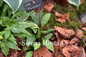 Hosta 'Munchkin'