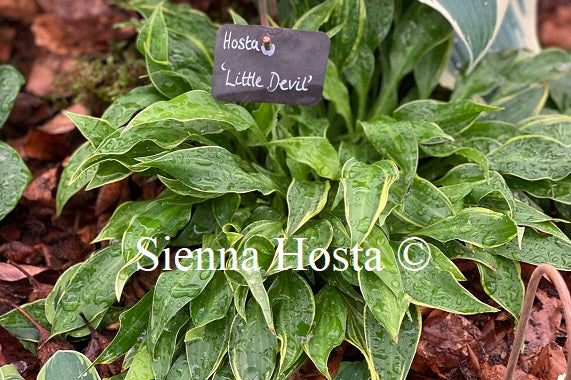 Hosta 'Little Devil'