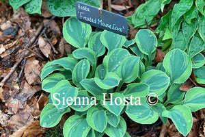 Hosta 'Frosted Mouse Ears'