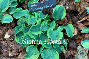 Hosta 'Smiling Mouse'