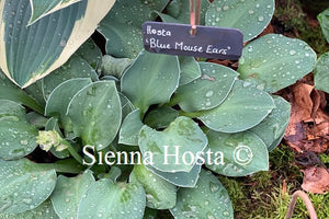 Hosta 'Blue Mouse Ears'