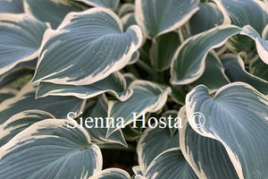 Hosta 'El Nino'