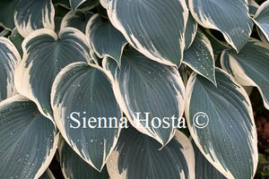 Hosta 'El Nino'