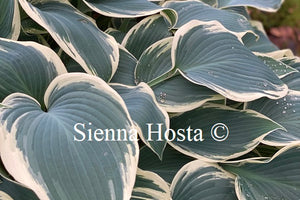 Hosta 'El Nino'