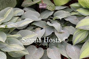 Hosta 'Hadspen Blue'