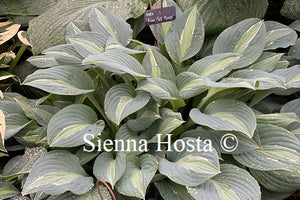 Hosta 'Kiwi Full Monty'