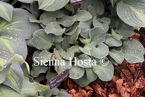 Hosta 'Blue Mouse Ears'