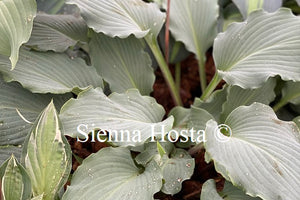 Hosta 'Skywriter'