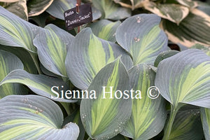 Hosta 'Dinner Jacket'