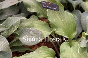 Hosta 'Red Wine Fries'