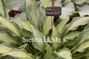 Hosta 'Moulin Rouge'