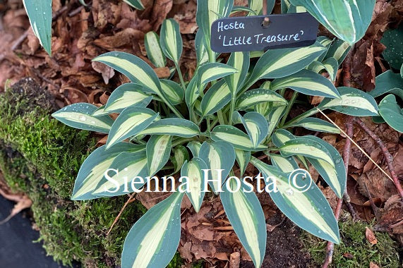 Hosta 'Little Treasure'