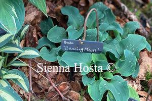 Hosta 'Dancing Mouse'