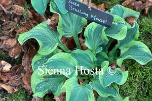 Hosta 'Smiling Mouse'