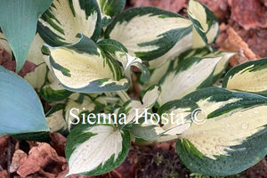 Hosta 'Fire and Ice'