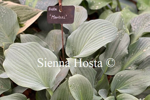 Hosta 'Martini'