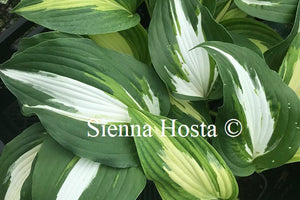 Hosta 'Night Before Christmas'