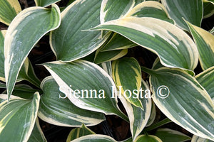 Hosta 'Hi-Class'