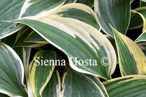 Hosta 'Hi-Class'