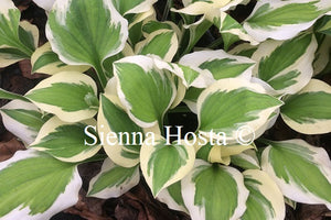 Hosta 'Diamonds are Forever'