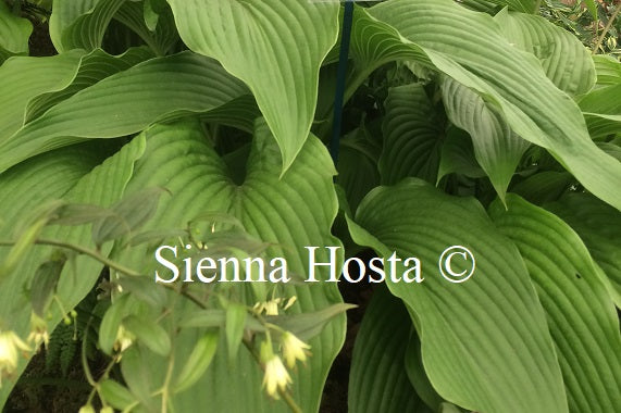 Hosta 'Jade Cascade'