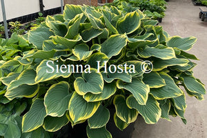 hosta sagae