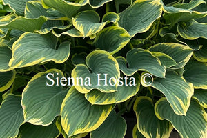 hosta sagae