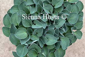 Hosta Blue Mouse Ears