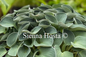 Hosta Blue Mouse Ears