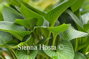 Hosta Devon Green