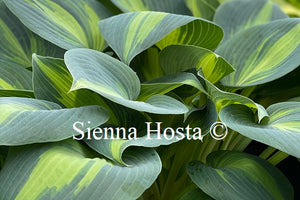 Hosta 'Dinner Jacket'