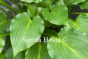 Hosta 'Rippled Honey'