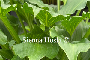 Hosta 'Rippled Honey'