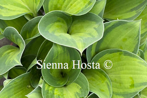 Hosta 'Tick Tock'