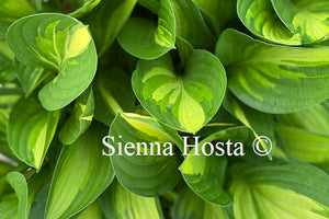 Hosta 'Lakeside Little Tuft'