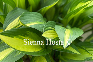 Hosta 'Lakeside Little Tuft'