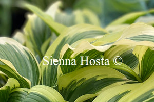 Hosta 'Proud Sentry'