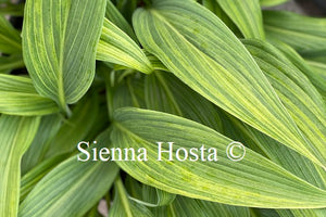 Hosta Hyuga Urajiro