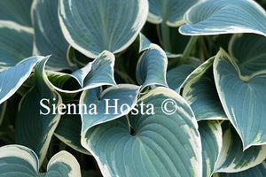 Hosta 'El Nino'