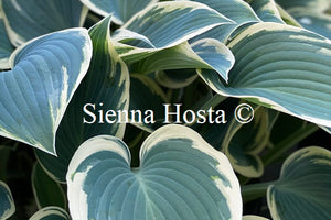 Hosta 'El Nino'