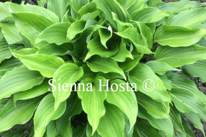 Hosta 'Baja White'