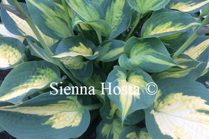 Hosta 'Forbidden Fruit'