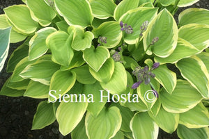 Hosta 'Platinum Tiara'