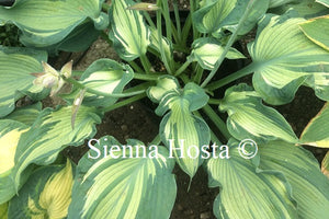 Hosta 'Guardian Angel'