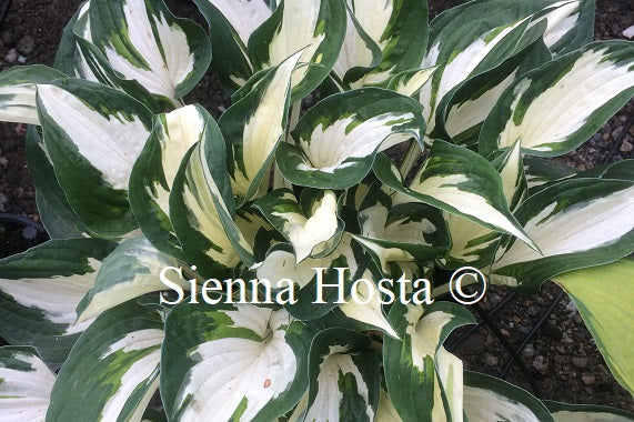 Hosta 'Paul Revere'