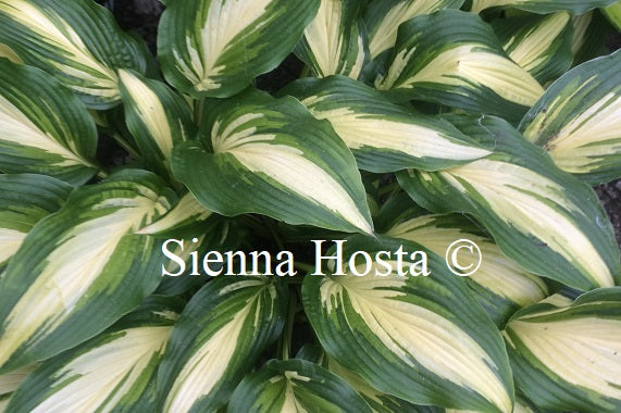 Hosta 'Jane Ward'