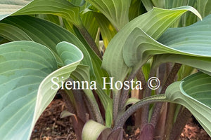 Hosta 'Deane's Deam'