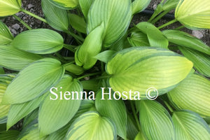 Hosta 'June Fever'