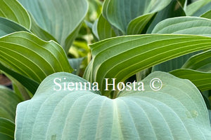 Hosta Deane's Deam'