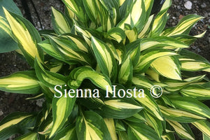 Hosta 'Lakeside Little Tuft'